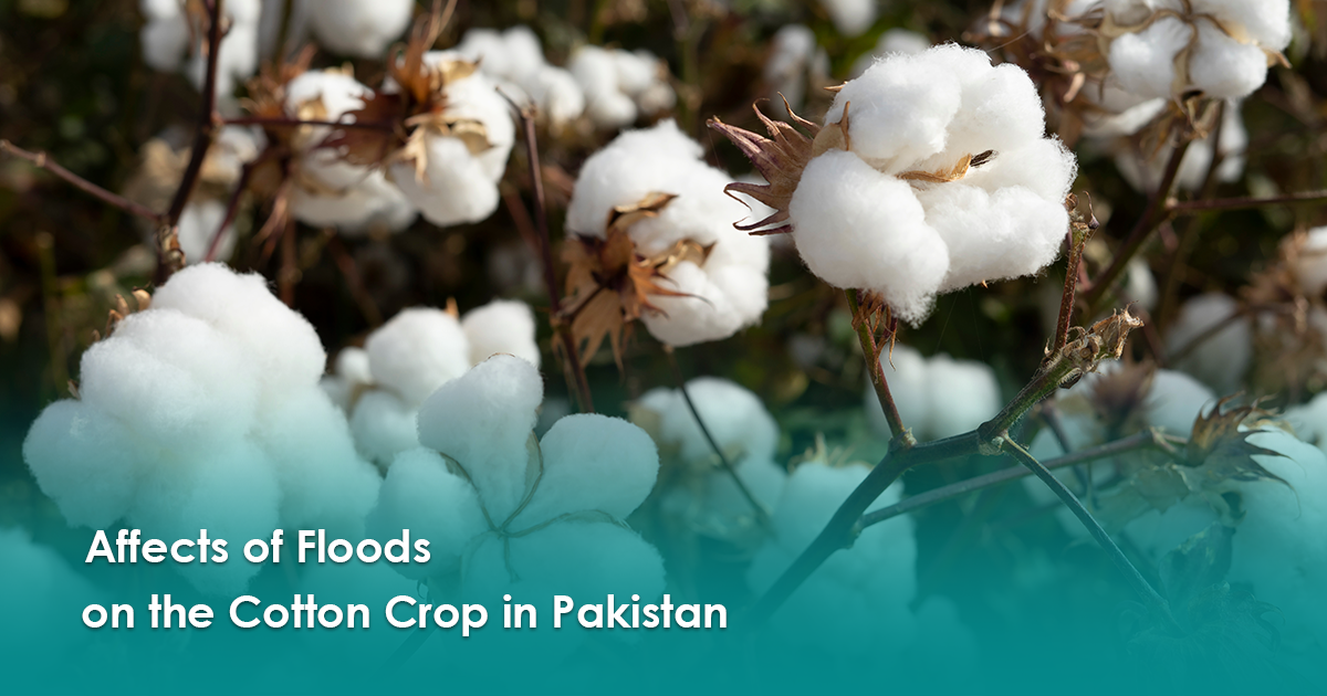 Picture for blog Effects of floods on cotton crop