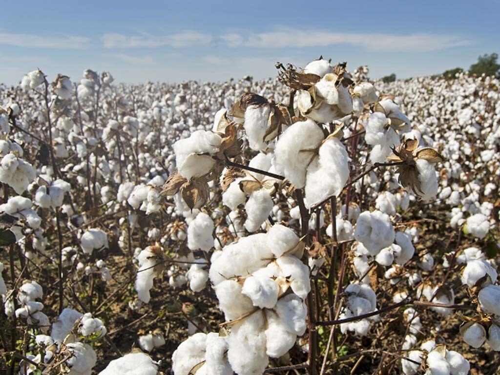 Picture for brand The impact of the global cotton supply chain on yarn prices in Pakistan