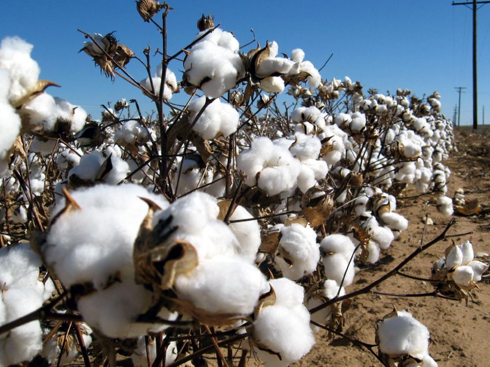 cotton rate in pakistan